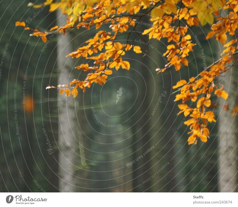 Autumn leaves fall - mood falling leaves beech leaves Automn wood autumn impression forest bath Impression autumn mood Autumnal Autumnal colours