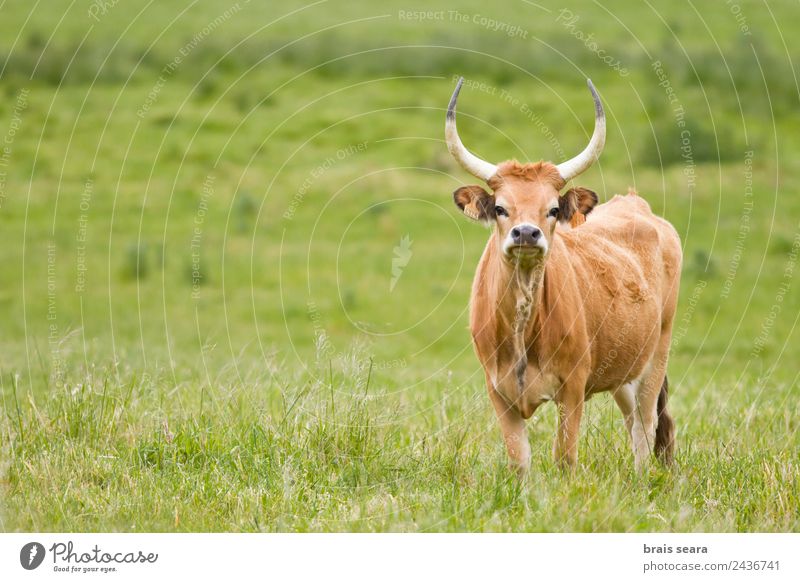 Cachena Cattle Farmer Veterinarian Environment Nature Animal Earth Grass Field Farm animal Cow 1 To feed Green Love of animals cachena cattle Bull ox Galicia