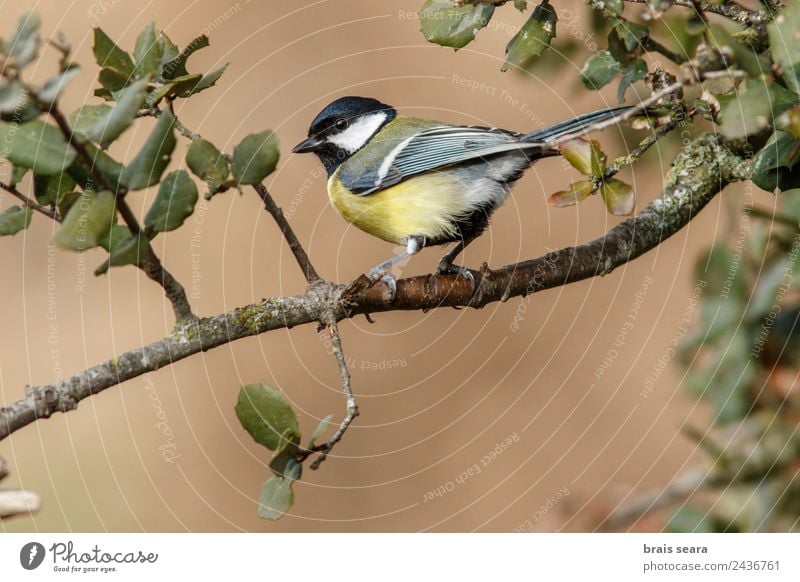 Great tit (Parus major), The great tit (Parus major) is a p…