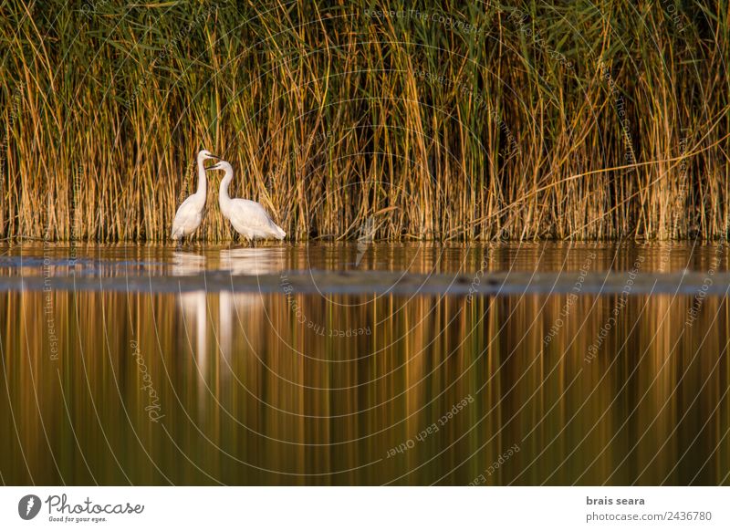 Little Egret Science & Research Biology Biologist Ornithology Environment Nature Animal Water Marsh Wild animal Bird 2 Rutting season Eroticism Together Natural