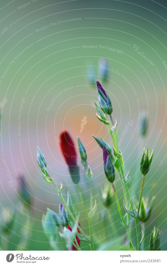 pale green Nature Plant Summer Flower Leaf Blossom Green Red Delicate Light green Blossoming Blur Frame Bud Patch Color gradient Colour photo Subdued colour