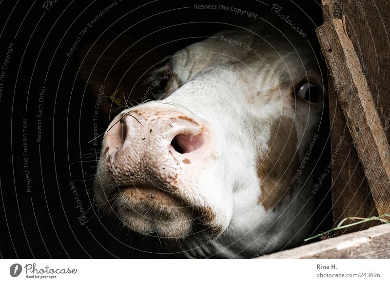 Let me out of here! Animal Farm animal Cow 1 Observe Authentic Natural Gloomy Curiosity Fear Horror Fear of death Stress Perturbed Loneliness Pain Captured