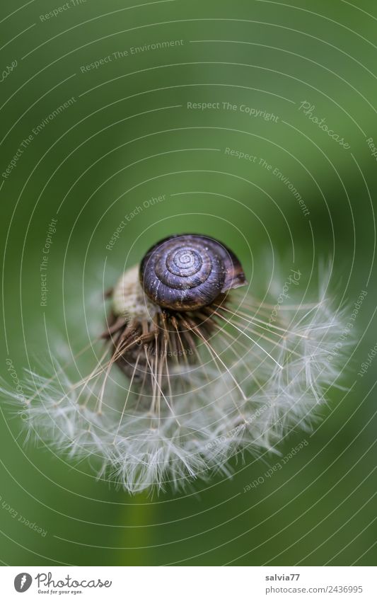 dandelion Nature Spring Plant Wild plant Dandelion Seed Meadow Snail 1 Animal Above Original Positive Round Soft Green Ease Break Calm Protection Delicate Fine