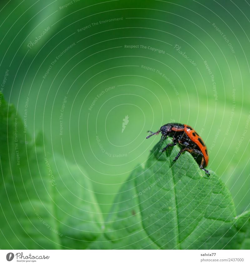 Climbed to the top Nature Spring Summer Plant Leaf Wild animal Beetle Insect 1 Animal Crawl Fresh Natural Green Red Leaf green Rachis Point willow leaf beetle