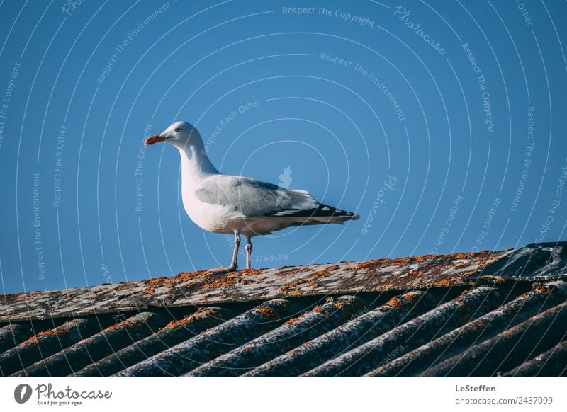 Seagull looking for breakfast Cloudless sky North Sea Hvide Sands Port City Hut Roof Animal Wild animal Bird 1 Concrete Looking Stand Authentic Fresh Bright