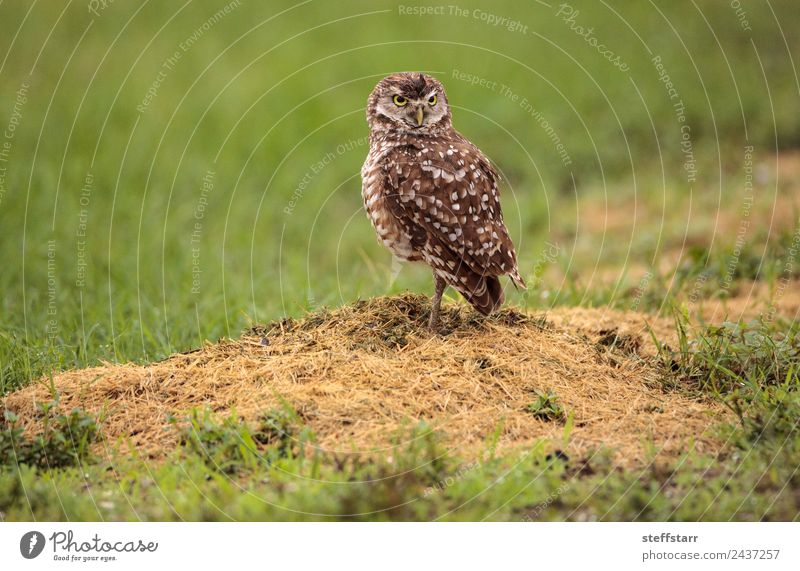 Adult Burrowing owl Athene cunicularia Grass Animal Wild animal Bird 1 Brown Green Owl Bird of prey raptor Marco Island Florida bright eyes yellow eyes