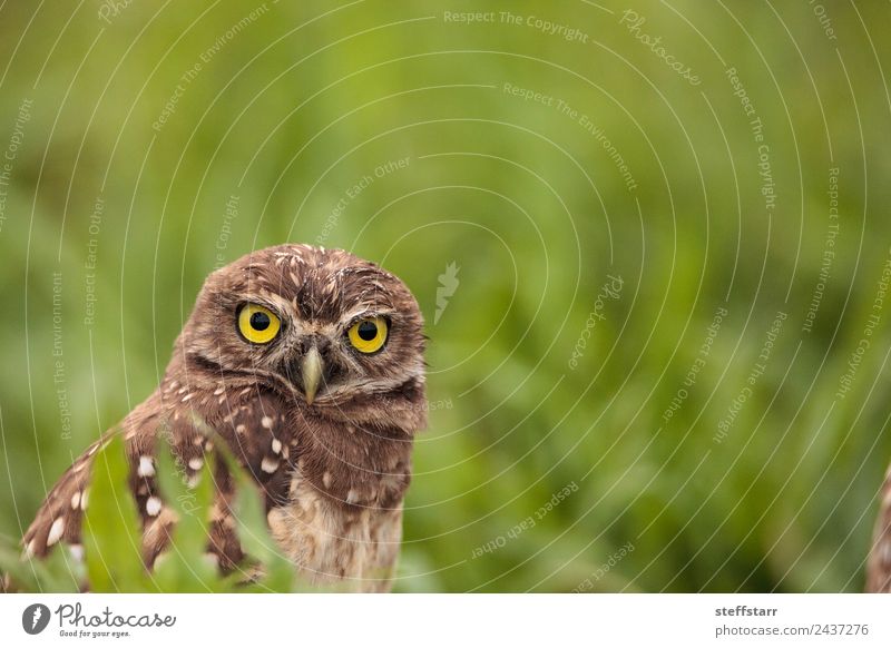 Adult Burrowing owl Athene cunicularia Animal Wild animal Bird Animal face 1 Brown Green Owl Bird of prey raptor Marco Island Florida bright eyes yellow eyes