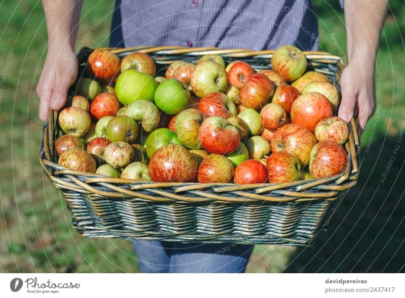 Woman hands holding wicker basket with organic apples Fruit Apple Lifestyle Joy Happy Beautiful Leisure and hobbies Garden Human being Adults Hand Nature Autumn