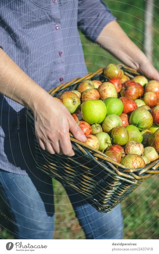 Woman hands holding wicker basket with organic apples Fruit Apple Lifestyle Joy Happy Beautiful Leisure and hobbies Garden Human being Adults Hand Nature Autumn