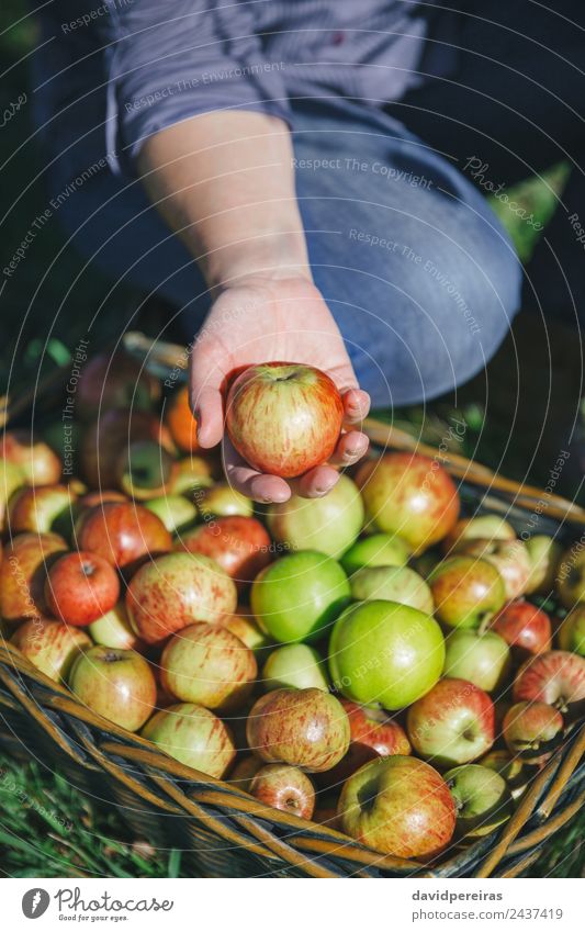 Woman hand showing organic apple from the harvest Fruit Apple Lifestyle Joy Happy Beautiful Leisure and hobbies Garden Human being Adults Hand Nature Autumn