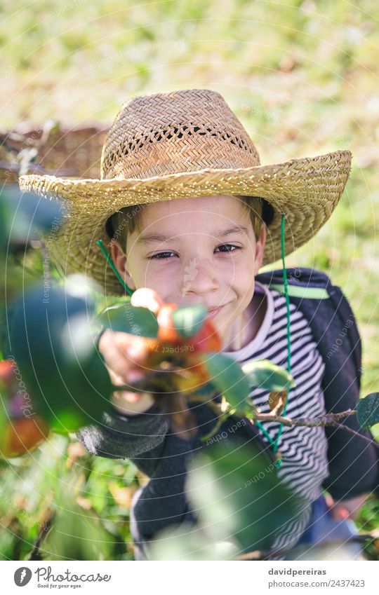 Happy kid with hat picking apples from tree Fruit Apple Lifestyle Joy Leisure and hobbies Garden Child Human being Boy (child) Man Adults Hand Nature Autumn
