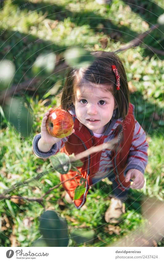 Portrait of adorable little girl holding fresh organic apple in her hand Fruit Apple Lifestyle Joy Happy Leisure and hobbies Garden Child Human being Woman