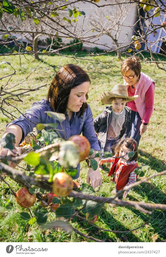 Young woman picking apples from the tree branch in a harvest with her family in the background Fruit Apple Lifestyle Joy Happy Leisure and hobbies Sun Garden