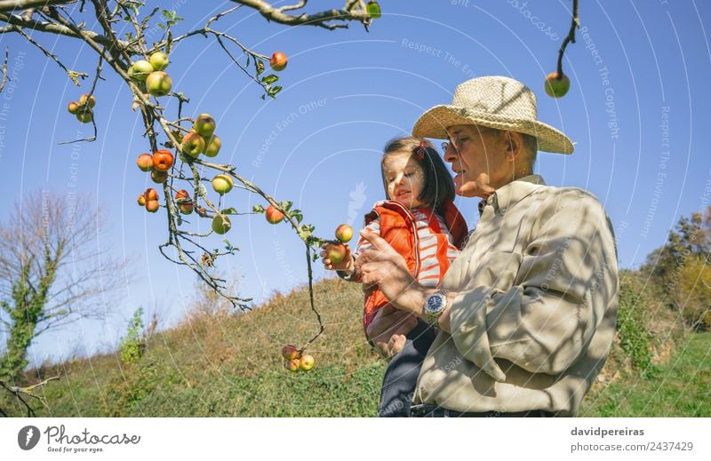 Senior man and little girl picking apples from tree Fruit Apple Lifestyle Joy Happy Leisure and hobbies Garden Child Human being Baby Woman Adults Man