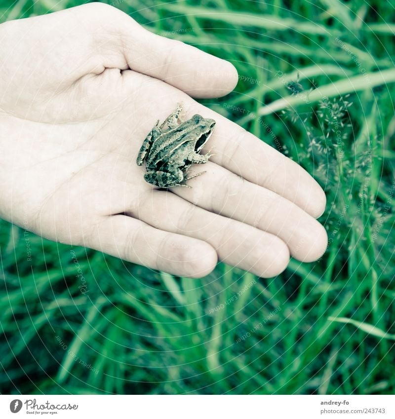 Frog on the hand. Environment Nature Animal Grass Wild animal 1 Small Green Environmental protection Grass frog Hand Wet Damp Amphibian Fingers Marsh