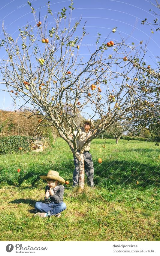 Senior man moving tree and apples falling over kid sitting Fruit Apple Lifestyle Joy Happy Leisure and hobbies Garden Child Human being Boy (child) Man Adults