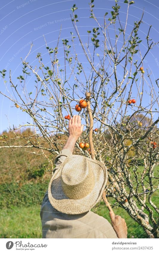Senior man picking apples with a wood stick Fruit Apple Lifestyle Joy Happy Leisure and hobbies Garden Human being Man Adults Grandfather Hand Nature Autumn