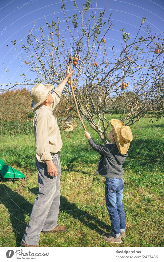 Senior man and kid picking organic apples from tree Fruit Apple Lifestyle Joy Happy Leisure and hobbies Garden Child Human being Boy (child) Man Adults