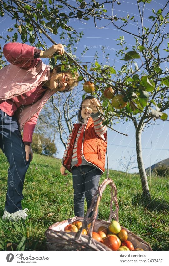 Senior woman and little girl picking apples from tree Fruit Apple Lifestyle Joy Happy Leisure and hobbies Garden Child Human being Baby Woman Adults Grandfather