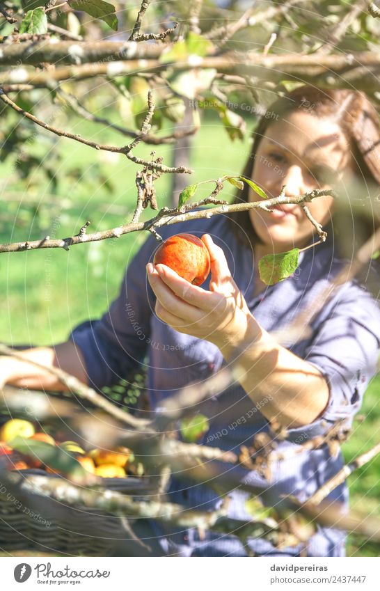 Woman hand picking red apple from the tree Fruit Apple Lifestyle Joy Happy Beautiful Leisure and hobbies Garden Human being Adults Hand Nature Autumn Tree