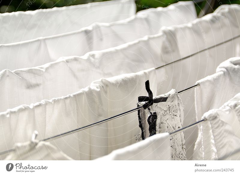 The freshly washed pink t-shirt shows the white underpants to the old  washcloth, in front of a blue sky, how to hang wet and fragrant on the rope  of the washing line