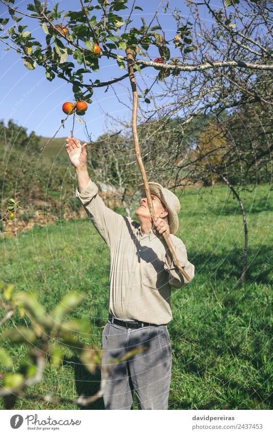 Senior man picking apples from tree with wood stick Fruit Apple Lifestyle Joy Happy Leisure and hobbies Garden Human being Man Adults Grandfather Hand Nature