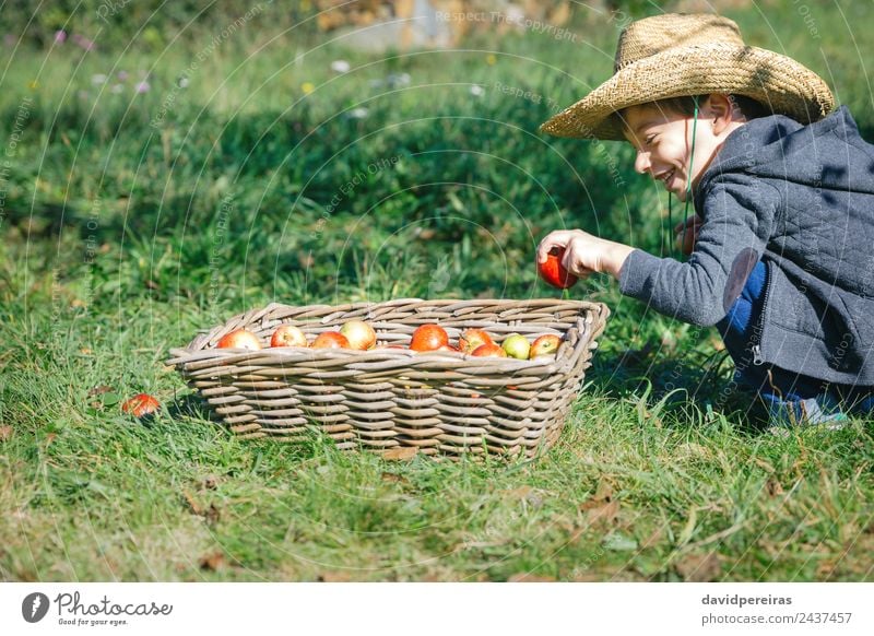 Happy kid putting apple in wicker basket with harvest Fruit Apple Lifestyle Joy Leisure and hobbies Garden Child Human being Boy (child) Man Adults Hand Nature