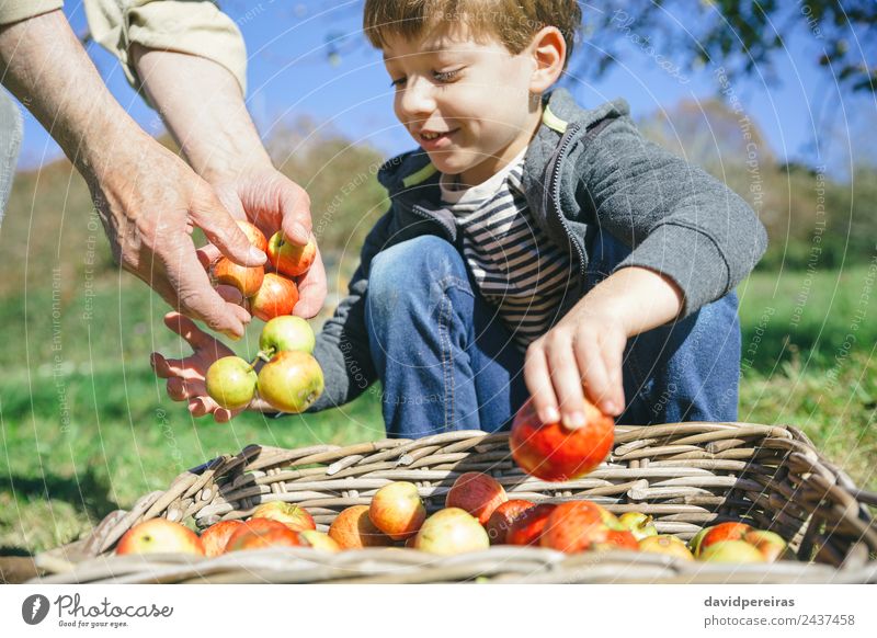 Kid and senior man hands putting apples in basket Fruit Apple Lifestyle Joy Happy Leisure and hobbies Garden Child Human being Boy (child) Man Adults Hand