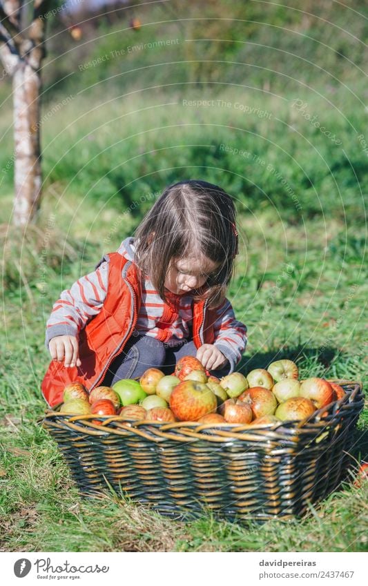 Little girl looking apples in basket with harvest Fruit Apple Lifestyle Joy Happy Leisure and hobbies Garden Child Human being Woman Adults Family & Relations
