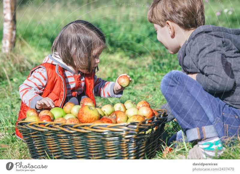 Children holding organic apple from basket with fruit Fruit Apple Lifestyle Joy Happy Leisure and hobbies Garden Human being Boy (child) Woman Adults Man