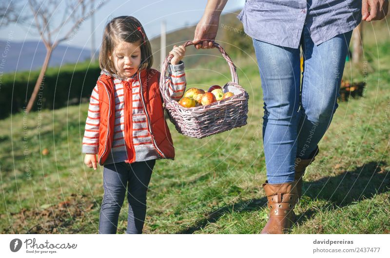 Little girl woman carrying wicker basket with fresh organic apples Fruit Apple Lifestyle Joy Happy Beautiful Leisure and hobbies Garden Human being Woman Adults