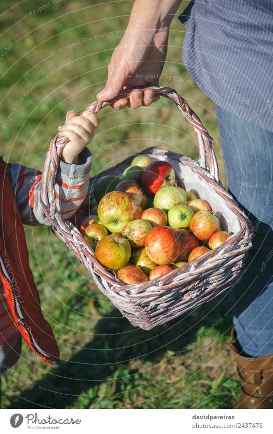 Woman and little girl holding basket with apples Fruit Apple Lifestyle Joy Happy Beautiful Leisure and hobbies Garden Human being Adults Hand Nature Autumn