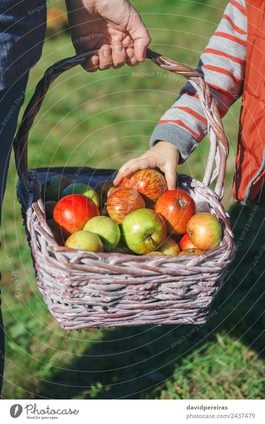 Girl hand picking a fresh apple from wicker basket Fruit Apple Lifestyle Joy Happy Beautiful Leisure and hobbies Garden Human being Woman Adults Hand Nature