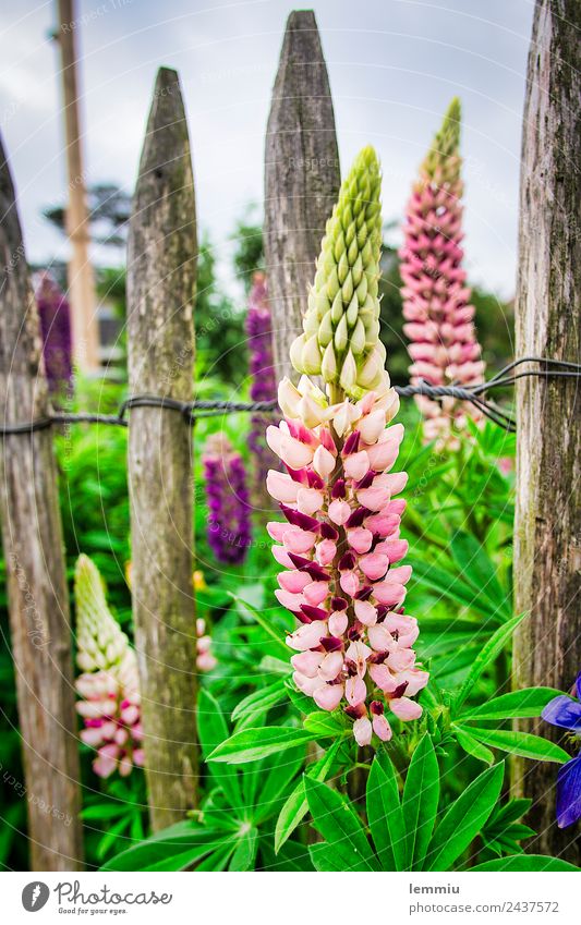 Lupines in front of a wooden fence Nature Plant Fragrance pretty Peaceful Serene Lupin blossom Wooden fence Blossom Old Foliage plant Colour photo Exterior shot
