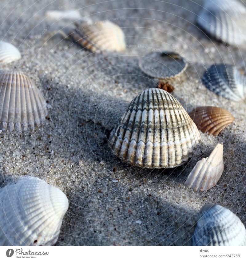 Spiekeroog | Beachcombing Mussel Sand Vacation & Travel Travel photography Ocean Island Collection Search Find Environment Elements Earth Water Coast North Sea