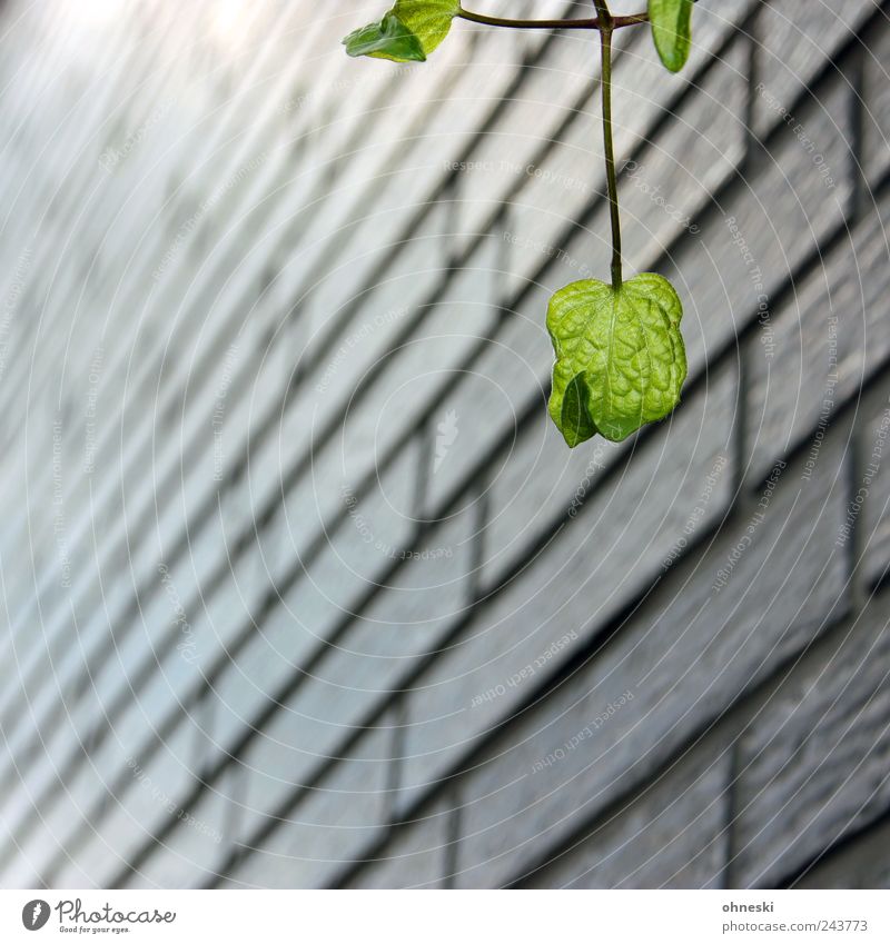 URBAN NATURE Nature Plant Leaf Foliage plant House (Residential Structure) Wall (barrier) Wall (building) Facade Happy Joie de vivre (Vitality) Optimism Hope