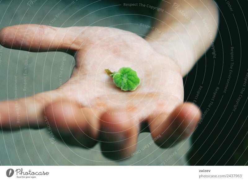 green senecio leaf in person's hand macro closeup in nature Design Human being Masculine Boy (child) Young man Youth (Young adults) Man Adults Hand 1