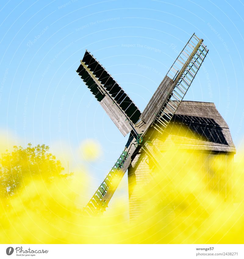 Windmill behind yellow rape blossoms III Wind energy plant Monument Old Town Blue Yellow Oilseed rape flower Canola field Mill Blue sky Cloudless sky