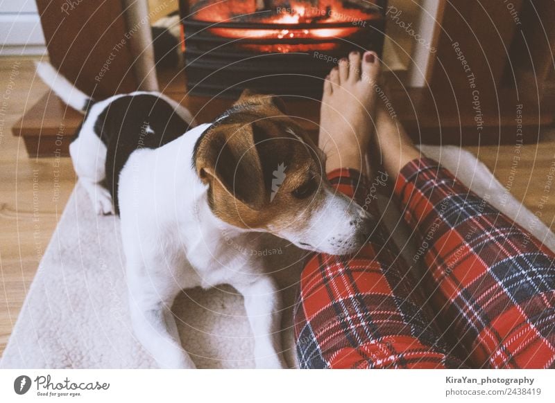Jack Russel Terrier on dog bed by fireplace with hat - SuperStock