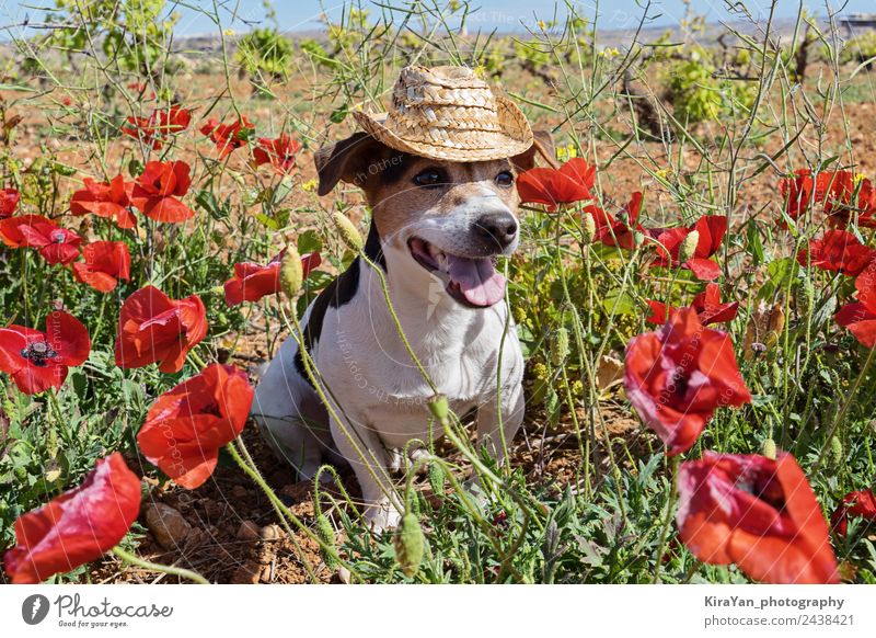 Dog Sun Hat Royalty-Free Images, Stock Photos & Pictures