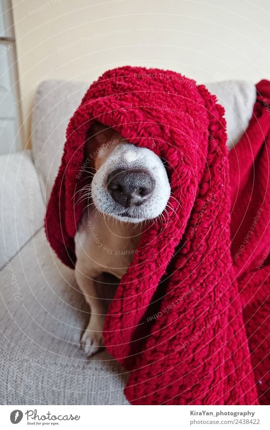 Funny face of cute Jack Russell dog wrapped up in red blanket, Happy Illness Relaxation Winter Sofa Friendship Animal Warmth Pet Dog Sleep Sit Small Cute Under