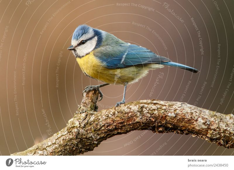 Eurasian Blue Tit Science & Research Biology Ornithology Biologist Environment Nature Animal Earth Tree Wild plant Forest Wild animal Bird Tit mouse 1 Wood