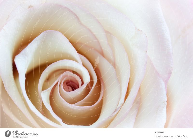 Macro shot of a rose pink spring Summer flowers bleed Bright Round Yellow Violet White Love Romance Fragrance already Spiral Close-up Detail
