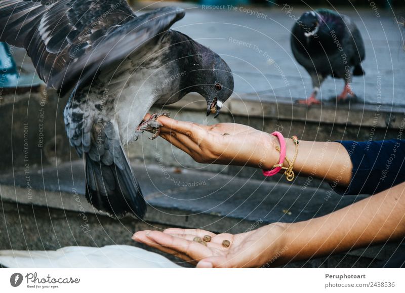 A smiling woman feeding a pigeon from her hand Joy Happy Beautiful Life Freedom Summer Kitchen Human being Woman Adults Arm Hand Nature Animal Warmth Park Bird