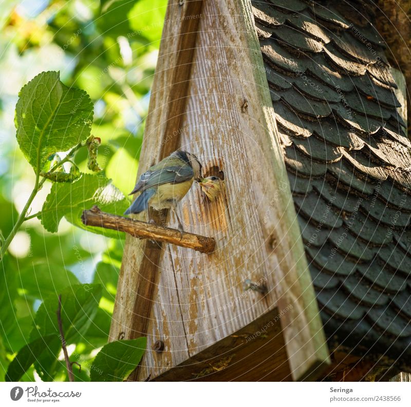 feeding Animal Wild animal Bird Animal face Wing Claw 2 Baby animal Animal family Feeding Tit mouse Love of animals Feather Nesting box Colour photo