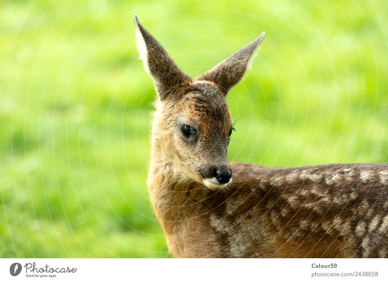 fawn Beautiful Summer Baby Nature Animal Spring Grass Park Meadow Field Wild animal 1 Baby animal Stand Cute Brown Green Deer youthful Mammal Bambi odocileus