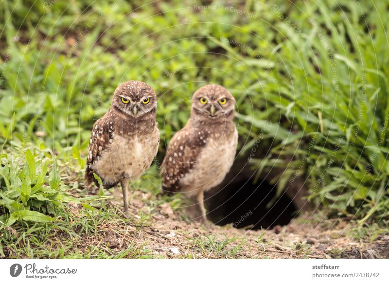 Family with Baby Burrowing owls Athene cunicularia Parents Adults Mother Family & Relations Animal Wild animal Bird Animal face 2 Small Brown dad Owlet young