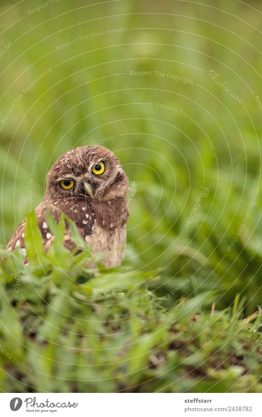 Funny Burrowing owl Athene cunicularia Animal Wild animal Bird Animal face 1 Brown Yellow head tilt Strange Owl Bird of prey raptor Marco Island Florida