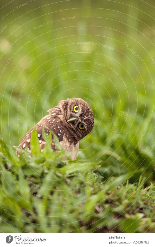 Funny Burrowing owl Athene cunicularia Animal Wild animal Bird Animal face 1 Brown Yellow head tilt Strange Owl Bird of prey raptor Marco Island Florida