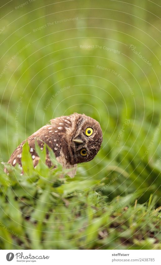 Funny Burrowing owl Athene cunicularia Grass Animal Wild animal Bird Animal face 1 Brown head tilt Strange Owl Bird of prey raptor Marco Island Florida